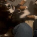 Bernese Mountain Dogs Puppies in Joliet, Illinois