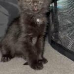 Rehoming Kitten in Trenton, New Jersey
