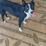 3 Year Old Texas Heeler Female in Anderson, South Carolina