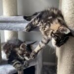 MAINE COON FEMALE KITTEN in Lawrenceburg, Kentucky