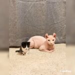 Sphynx 1.5 Yrs Male Elf in Ontario, California