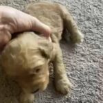 Lilly in Springfield, Missouri