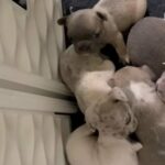 Frenchies for Sale in Margate, Florida