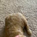 Ruby in Springfield, Missouri