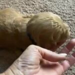 Honey in Springfield, Missouri