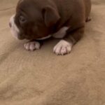 Micro American Bully in Kissimmee, Florida