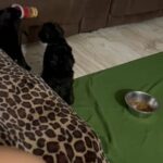 Mini Goldendoodles in Pembroke Pines, Florida