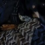 rehoming dog ? scotty in Greenville, Texas