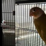 Pineapple Conure Pair in Bayonet Point, Florida