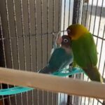 Bonded Pair Love Birds in Bayonet Point, Florida