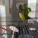 Bonded Pair Conures in Bayonet Point, Florida