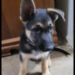 German Shepherd Puppies in Austin, Texas