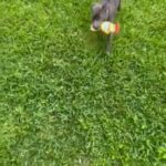 Blue Nose Pit Bull in Missouri City, Texas