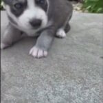Iris needs a new home in Arizona City, Arizona