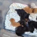 These babies are ready to go.  Local only please. in Yuba City, California