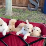 F1b Standard Goldendoodles in Dallas, Texas