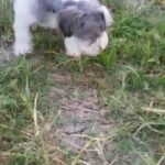 miniature schnauzer in New York City, New York