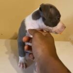 American Bully in Detroit, Michigan