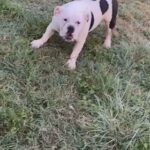 Female Bulldog in Corpus Christi, Texas