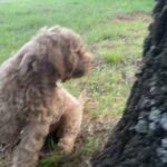 Rosey F1B Goldendoodle in Oklahoma City, Oklahoma