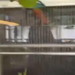 Proven Pair Of Pineapple Conures in Bayonet Point, Florida