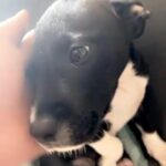 Pit Puppy in Austin, Texas