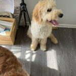 Goldendoodle Puppies in St. Louis, Missouri