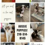 Australian Shepard Puppies in Canyon Lake, Texas