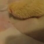 albino hedgehog in Lexington-Fayette, Kentucky