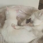 Two White Persian Mix Kittens Female And Male in Chino Hills, California