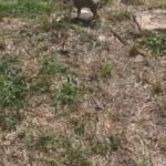 Bully/pitbull Puppies in San Marcos, Texas
