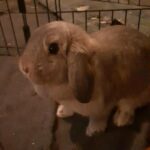 Looking for a home for pepper in Louisville, Kentucky