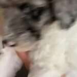 Standard Poodle Female in Menifee, California