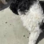 Poodle Female in Menifee, California