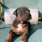 Bluenose Pups in Selden, New York