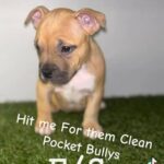 American Bully Pups Need Forever Homes in Waterbury, Connecticut