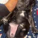 5 Week Old Puppy For Sale in Los Angeles, California