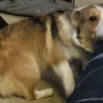 akc welsh corgi puppies in Bartlesville, Oklahoma