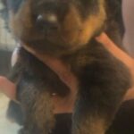 👀 Full Blooded Rottweiler Puppies 🥰 in North Little Rock, Arkansas