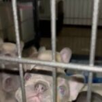 French Bulldogs in Moreno Valley, California