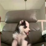 Siberian Huskies For Sale in Frederick, Maryland