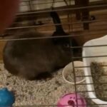 Bunny Needs A Home in Poughkeepsie, New York