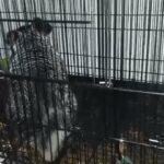 chinchilla in Hesperia, California