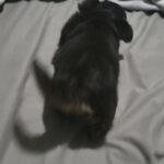 longhair purebreed chihuahua GIRL $1800 BROOKLYN  N.Y in New York City, New York