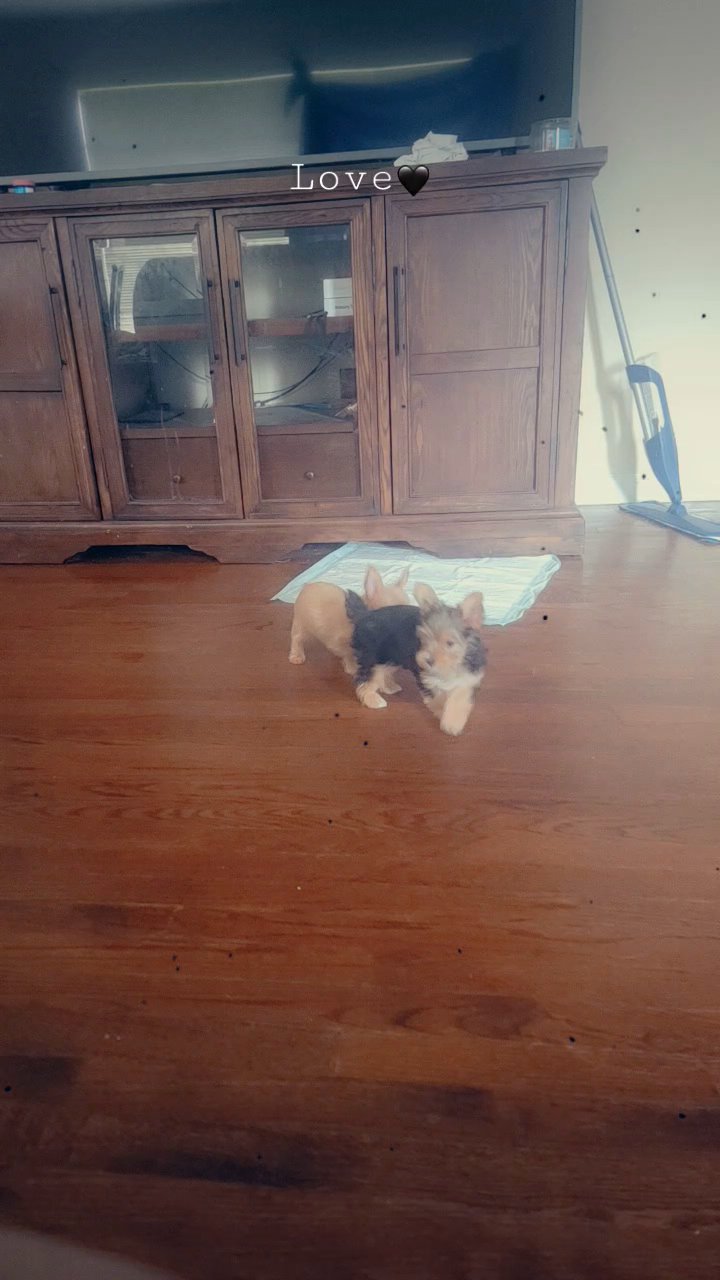 Yorkie puppy in North Augusta, South Carolina