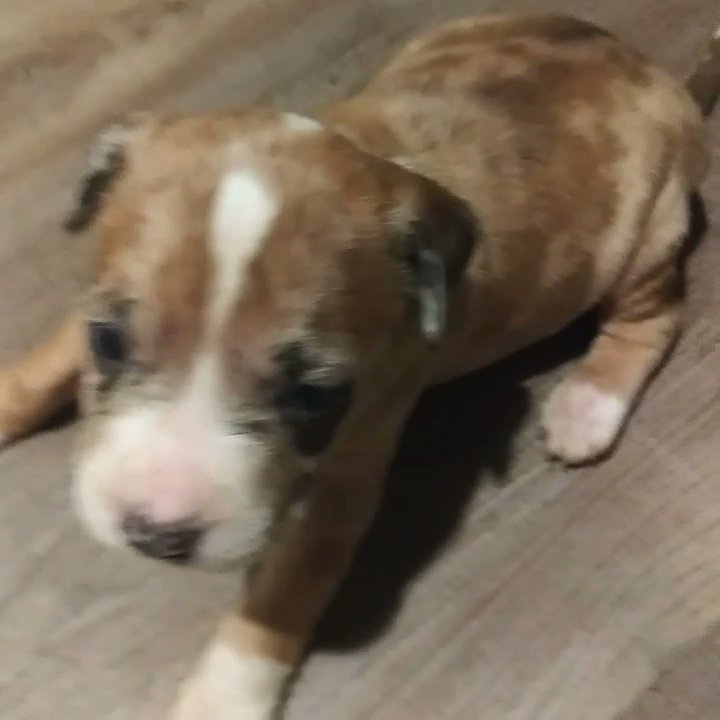 Meryl tri pitbulls 4sale and other colors in Arizona City, Arizona