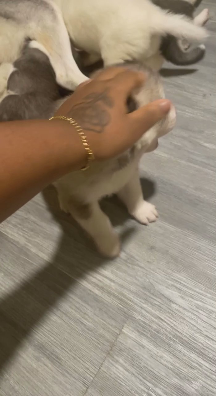 Huskies come shop in Arizona City, Arizona