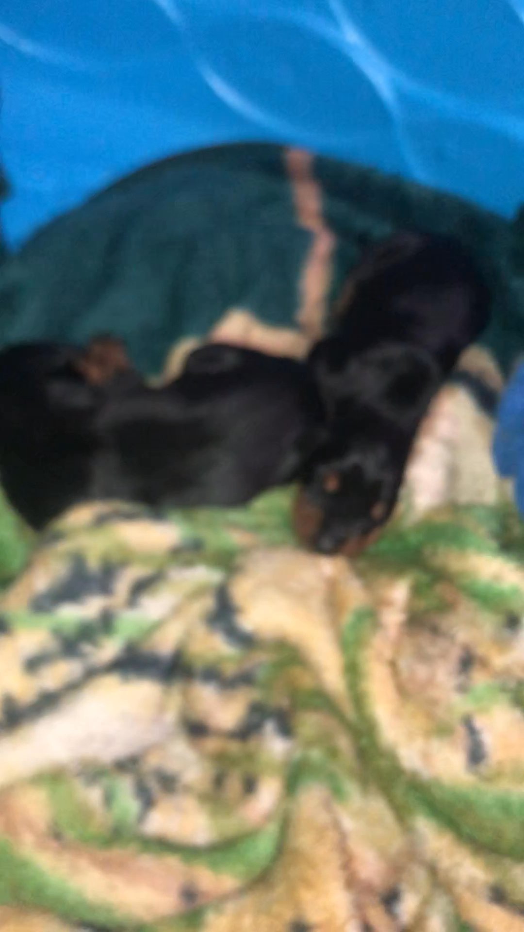 Doberman pincher puppies in Arizona City, Arizona