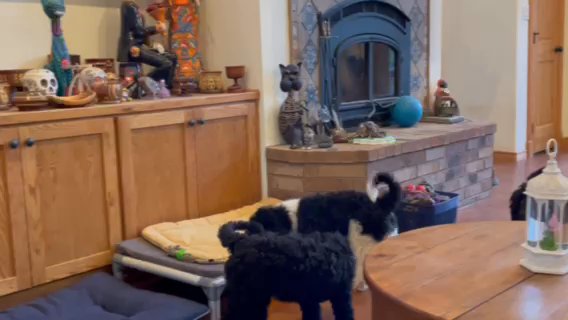 SOLD - AKC Standard Poodle Puppies in Gainesville, Texas