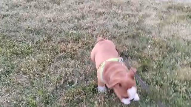 English bulldog in Springfield, Missouri